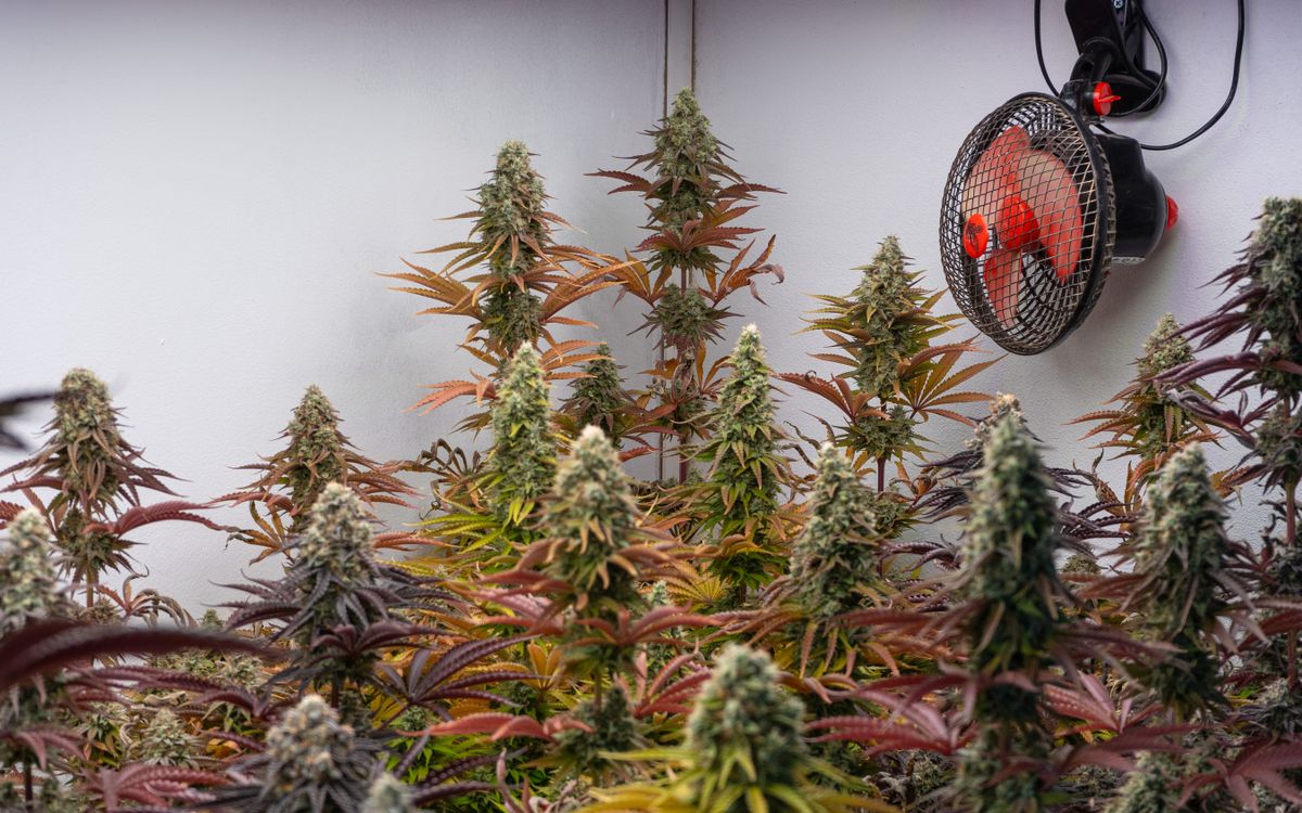 Cannabis anbauen für Anfänger: dein erster Indoor-Grow